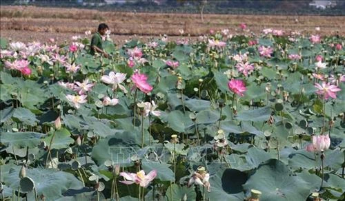 Đồng Tháp chuyển nhiều diện tích lúa sang cây trồng khác cho giá trị cao