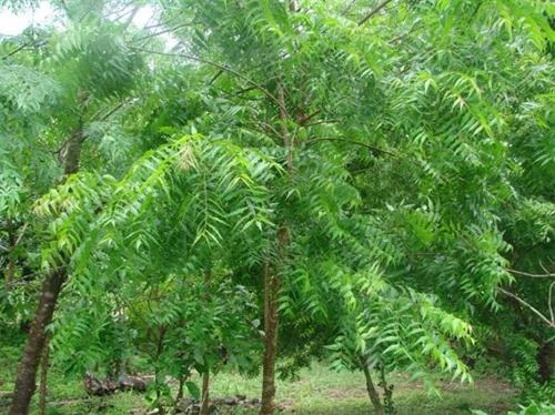 Kỹ thuật trồng cây lâm nghiệp trên đất khô hạn
