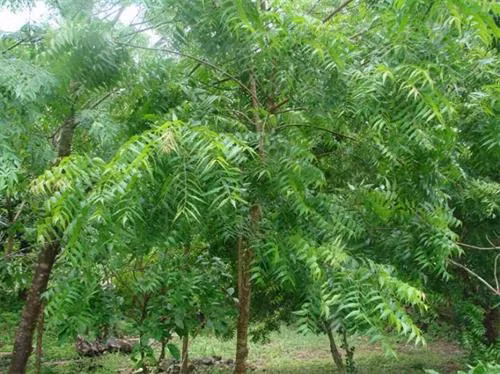 Kỹ thuật trồng cây lâm nghiệp trên đất khô hạn