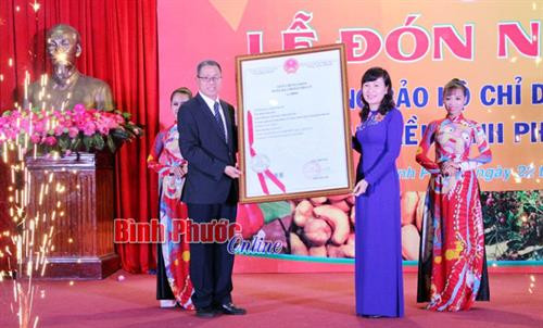 Cấp chứng nhận chỉ dẫn địa lý cho hạt điều Bình Phước