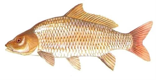 Kỹ thuật nuôi cá chép