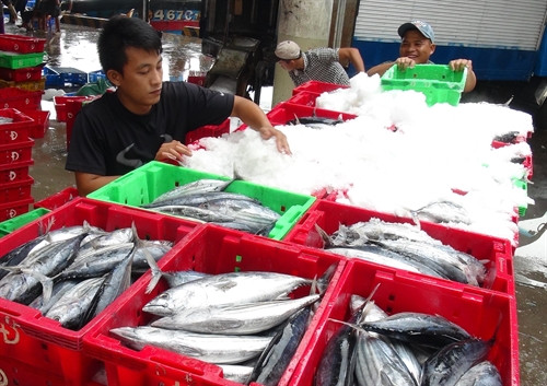 Nghề đánh bắt cá ngừ đã có lãi