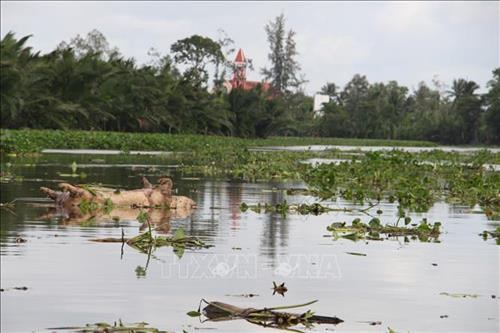 Hậu Giang: Ngăn chặn triệt để việc vứt xác lợn chết ra môi trường, xuống lòng sông