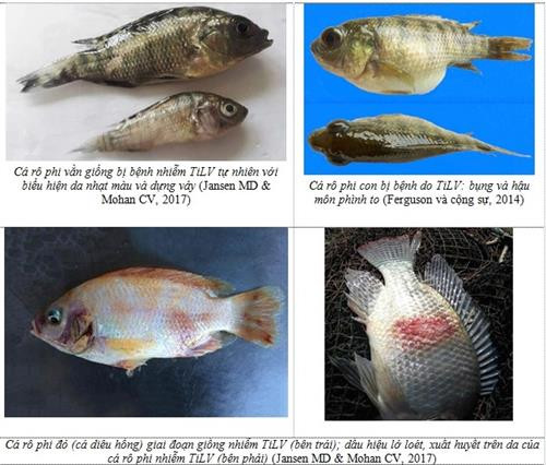 Phòng chống bệnh do vi rút TiLV trên cá rô phi