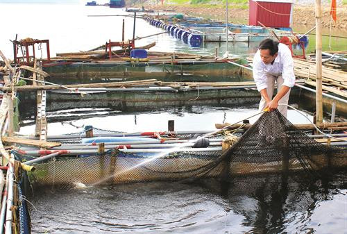 Phòng bệnh cho cá nuôi lồng bè