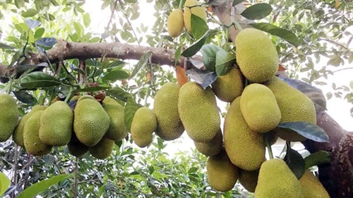 Kỹ thuật trồng mít cho năng suất cao
