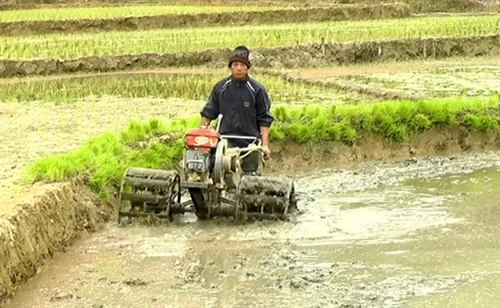 Tiến Bộ khởi sắc nhờ Chương trình 135