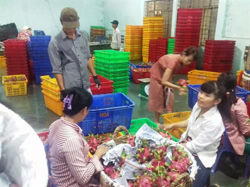 Long An: Giá thanh long tăng mạnh