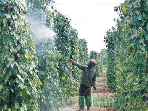 Đắk Nông hỗ trợ lãi suất cho đồng bào dân tộc thiểu số vay vốn phát triển nông nghiệp