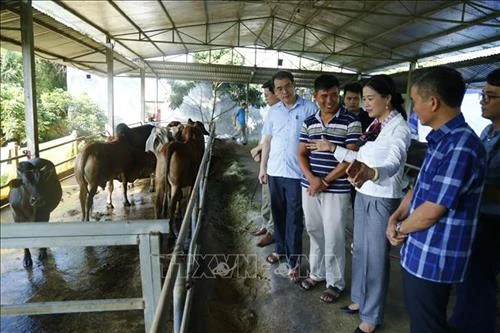 Tuyên Quang ứng dụng công nghệ trong phát triển chăn nuôi đại gia súc