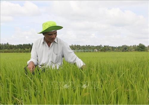 Quảng Trị nhân rộng mô hình sản xuất lúa hữu cơ
