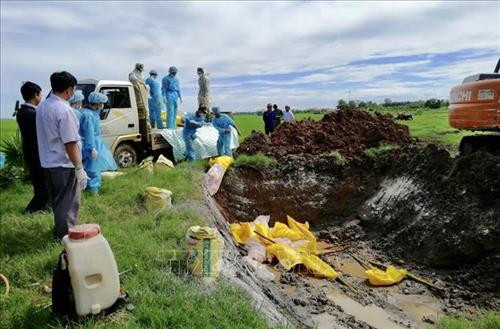 Lâm Đồng khuyến khích tiêu hủy lợn bệnh bằng phương pháp đốt