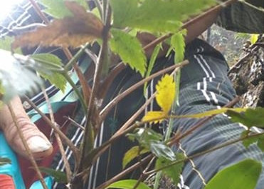 Phát hiện loài cây rừng kháng được bốn dòng ung thư
