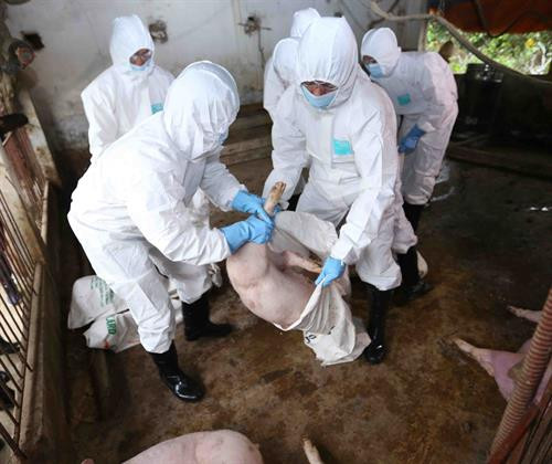 Hà Nội chủ động ngăn chặn và đẩy lùi dịch tả lợn châu Phi