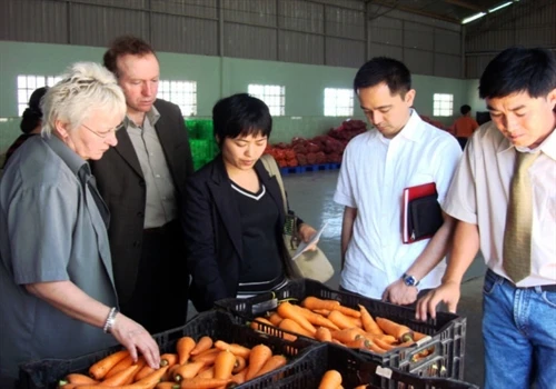 Hợp tác cung ứng rau an toàn- mô hình hay ở Lâm Đồng