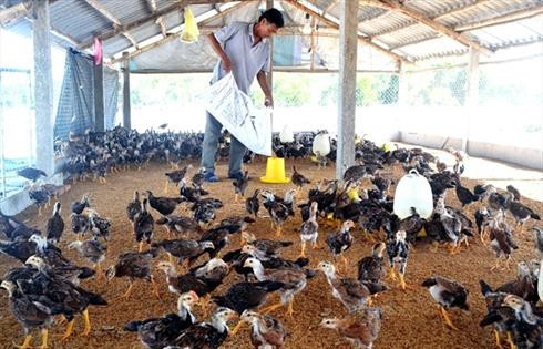 Hiệu quả chăn nuôi gà an toàn trên đệm lót sinh học ở Phú Yên
