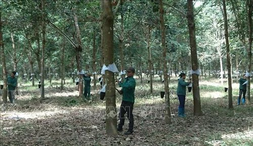  Lai Châu: Tạo việc làm và thu nhập ổn định cho công nhân cao su