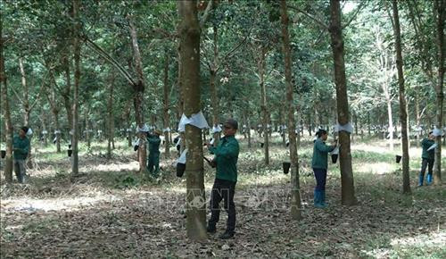  Lai Châu: Tạo việc làm và thu nhập ổn định cho công nhân cao su