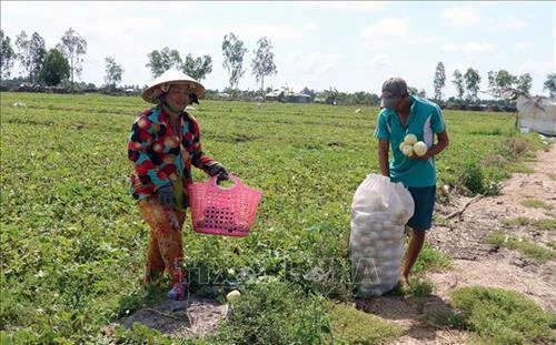 Mô hình chuyển đổi trồng rau màu cho hiệu quả cao ở Phú Quốc