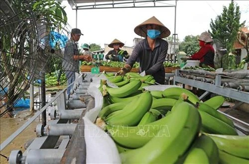 Liên kết "6 nhà" đem lại hiệu quả trong sản xuất nông nghiệp