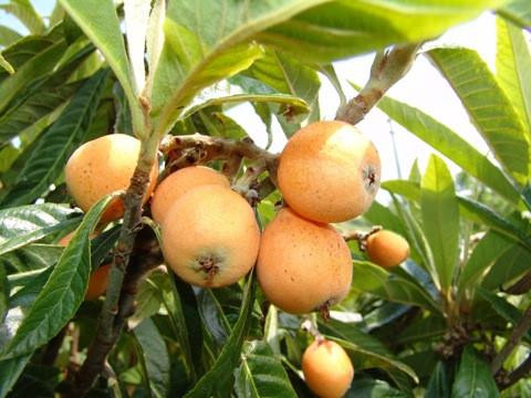 Cây tỳ bà - đặc sản Lào Cai, Lạng Sơn
