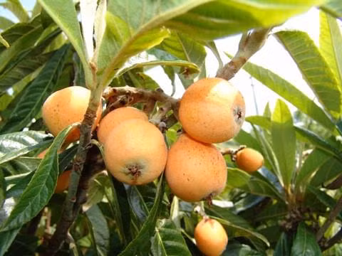 Cây tỳ bà - đặc sản Lào Cai, Lạng Sơn