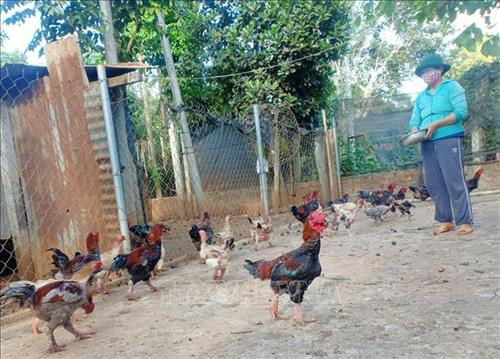 Ý chí vươn lên của nữ cựu chiến binh Lê Thị Ngọc Hà