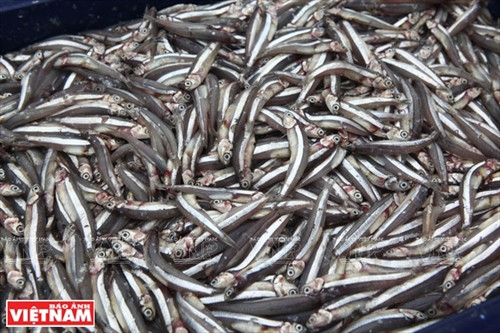Nước mắm Gành Đỏ