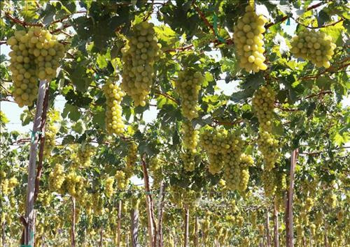 Ninh Thuận tiêu chuẩn hóa các sản phẩm đặc thù