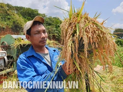 Người M’Nông trồng lúa nước thoát nghèo