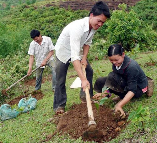 Lai Châu tích cực phủ xanh đồi núi trọc