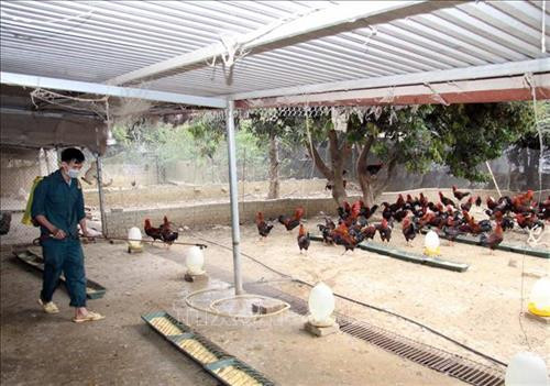 Hiệu quả từ mô hình trang trại gà sạch của anh Lê Minh Thuần