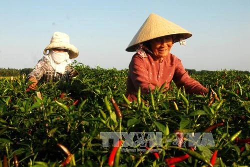 Giá ớt tăng cao, nông dân phấn khởi