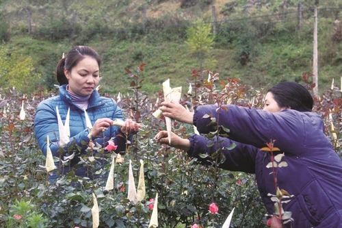 Kỹ thuật trồng cây hoa hồng