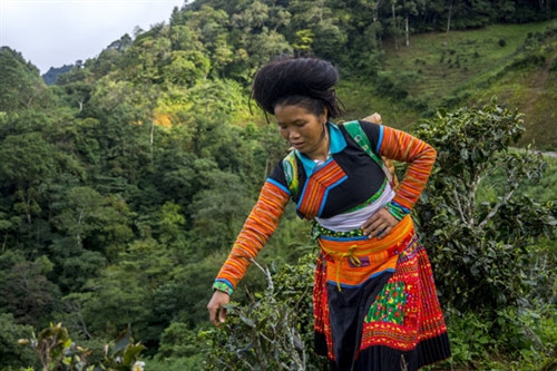 Trà Xà Tủa - Kết tinh hương vị đất trời