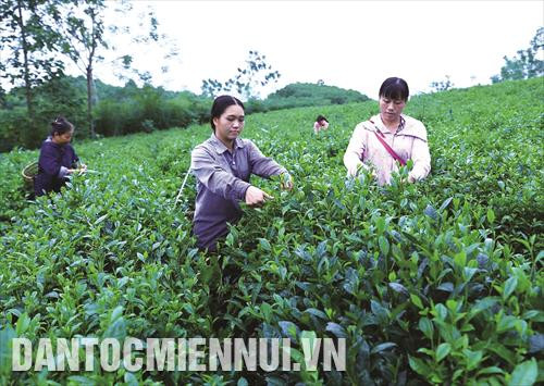 Trồng và chăm sóc chè an toàn