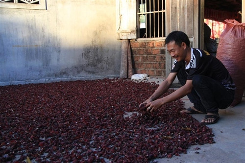 Triển vọng từ cây hồng hoa