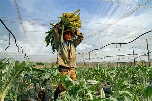Trồng Atiso chuyên lá - hướng đi mới cho nông dân Đơn Dương