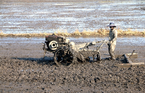Ứng phó với biến đổi khí hậu: Hậu Giang chuyển đổi lịch thời vụ, cây con giống