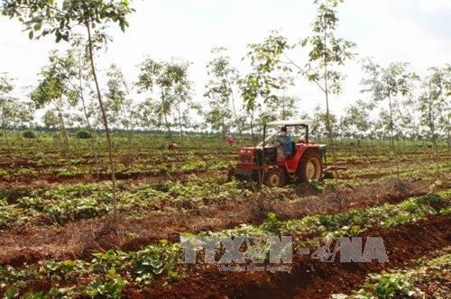 Gia Lai phấn đấu giảm 2,6% tỷ lệ hộ nghèo trong năm 2016