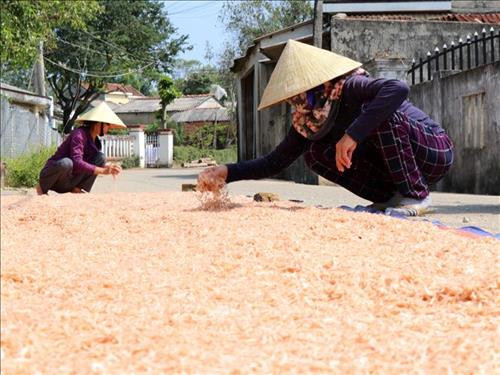 Ngư dân Quảng Ngãi trúng mùa ruốc biển