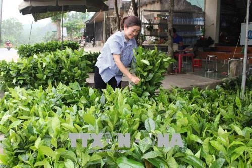 Nghệ An xây dựng thương hiệu chè Gay Anh Sơn