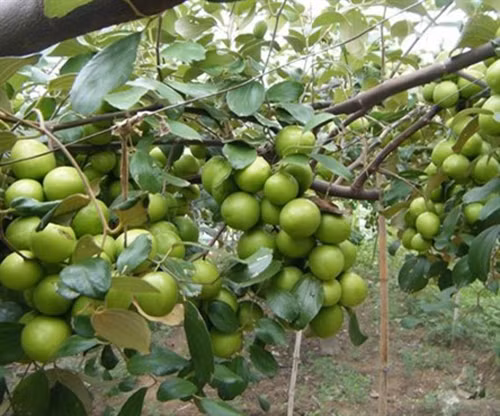 Kỹ thuật trồng và chăm sóc cây táo đúng cách
