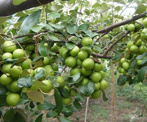 Kỹ thuật trồng và chăm sóc cây táo đúng cách