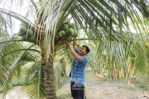 Trà Vinh nâng cấp chuỗi giá trị cây dừa