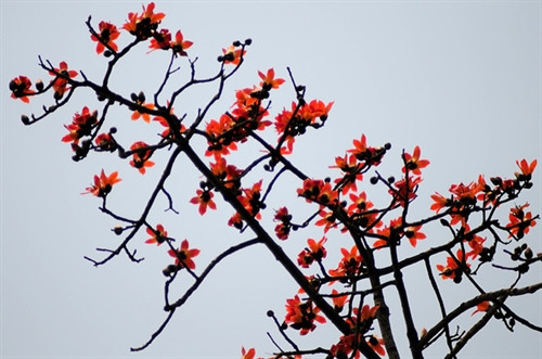 Tháng Ba nhớ mùa hoa gạo đỏ...