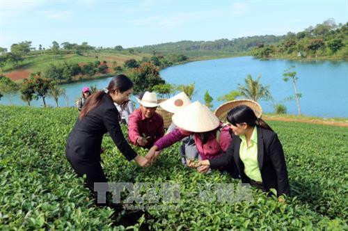 Du lịch canh nông thu hút khách đến Đà Lạt