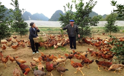 Ông Chàng làm kinh tế giỏi