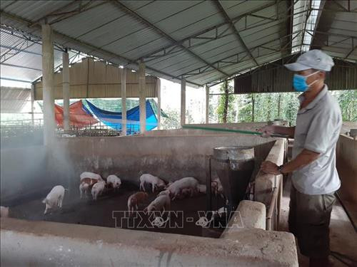 Quảng Ninh khuyến cáo không mua giống trôi nổi khi tái đàn lợn