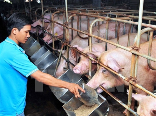 Gấp rút "cứu" đàn lợn tồn trong dân